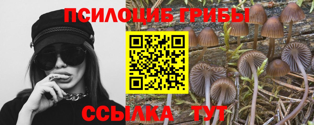 купить  цена  Псилоцибиновые грибы GOLDEN TEACHER  Вход с VPN  Владивосток 